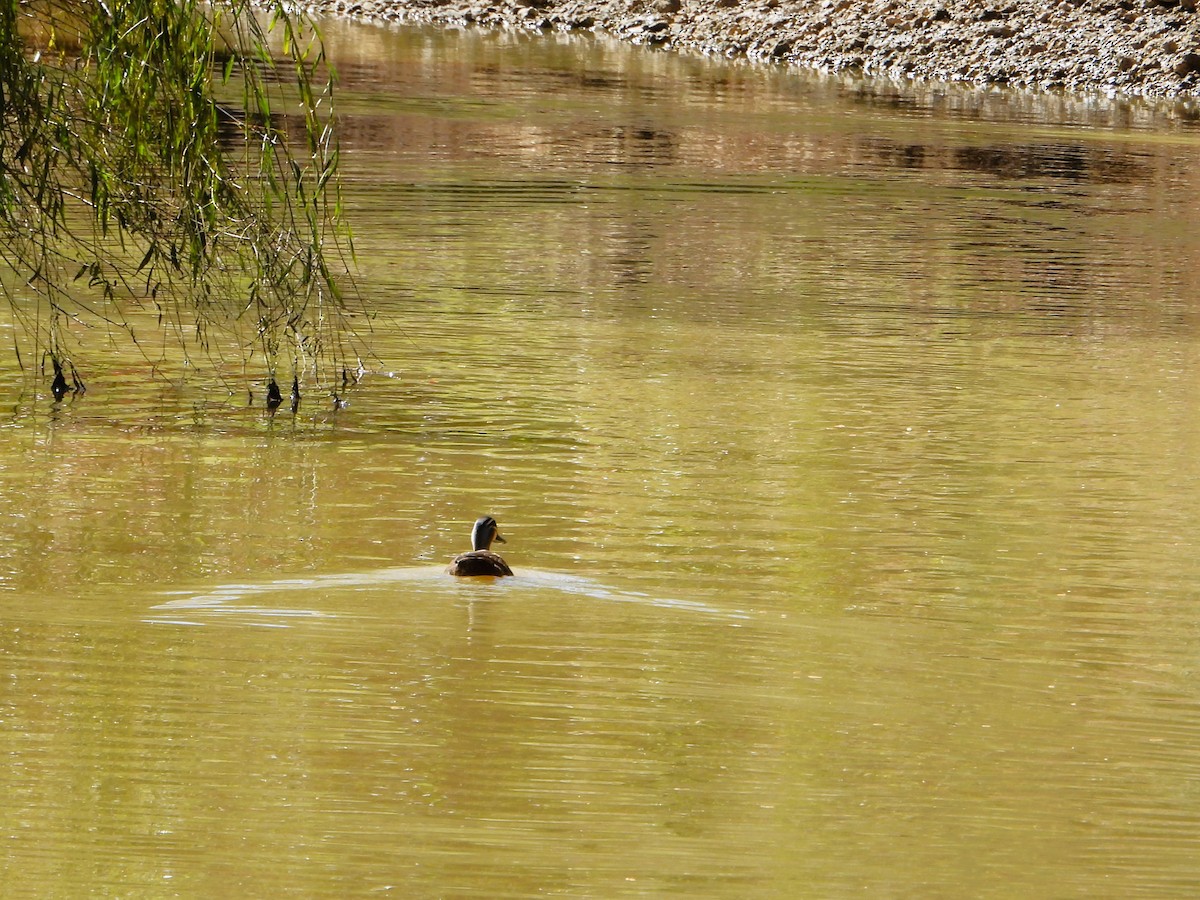 Pacific Black Duck - Leonie Beaulieu