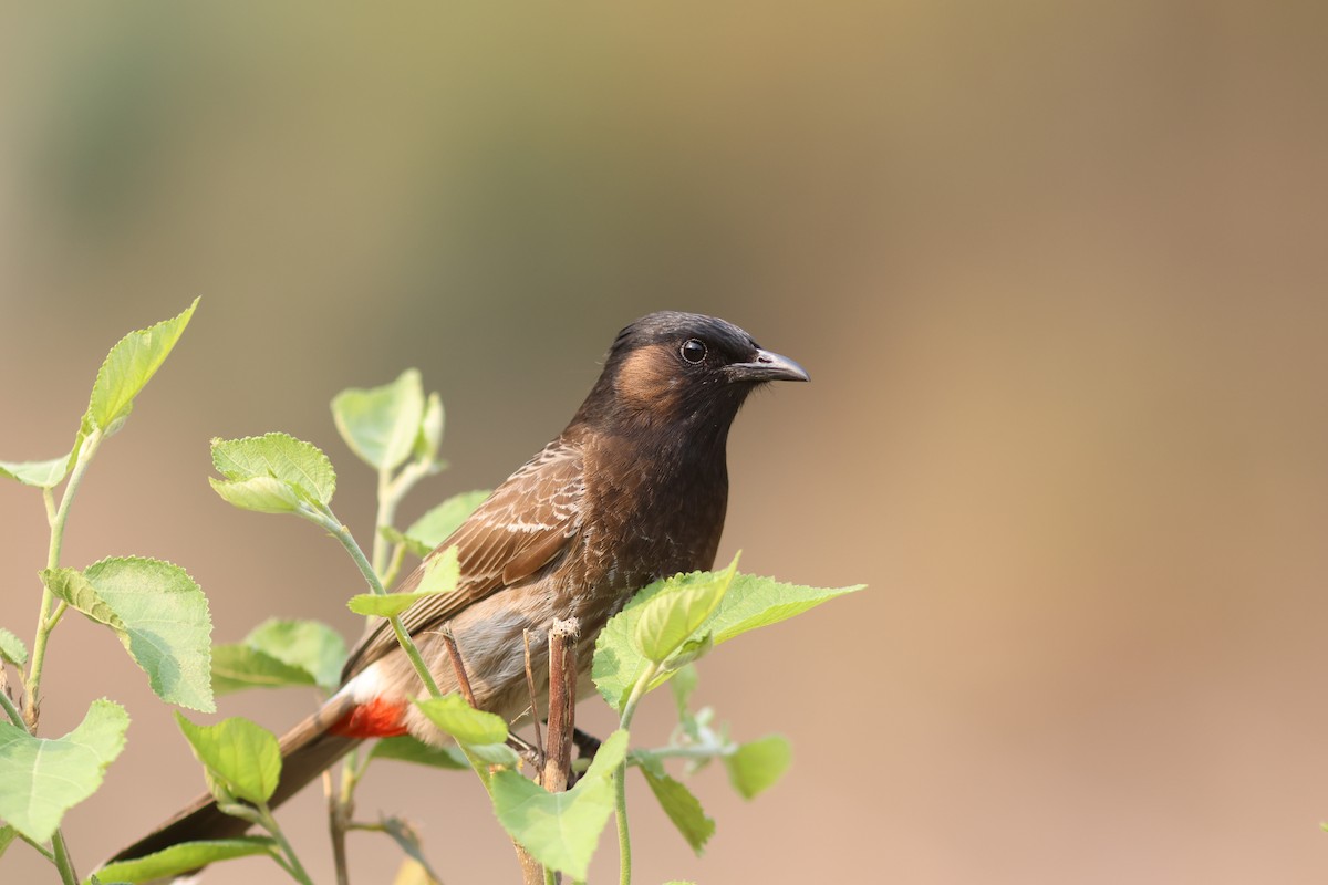 Bulbul à ventre rouge - ML618139040