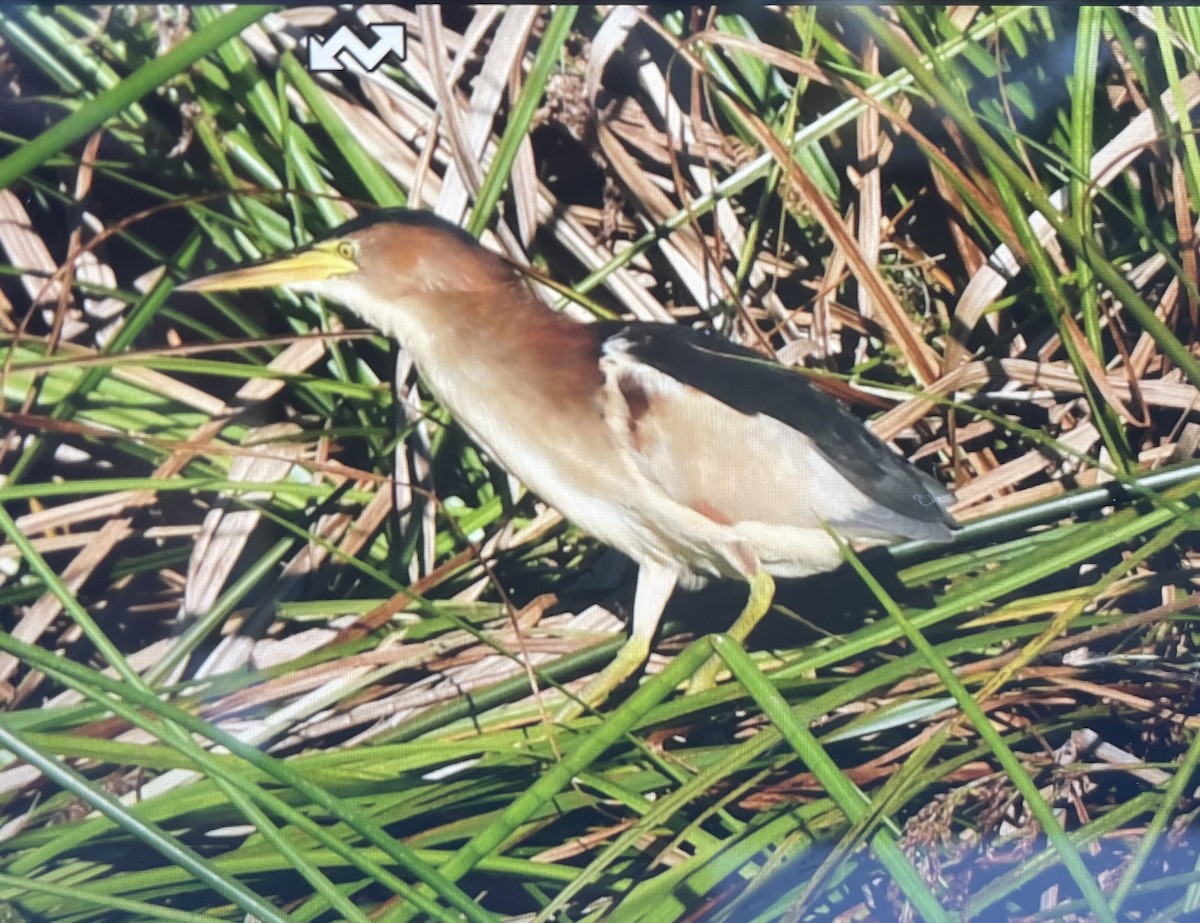 Black-backed Bittern - ML618139079