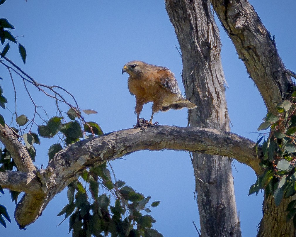 Red-shouldered Hawk - James Kendall