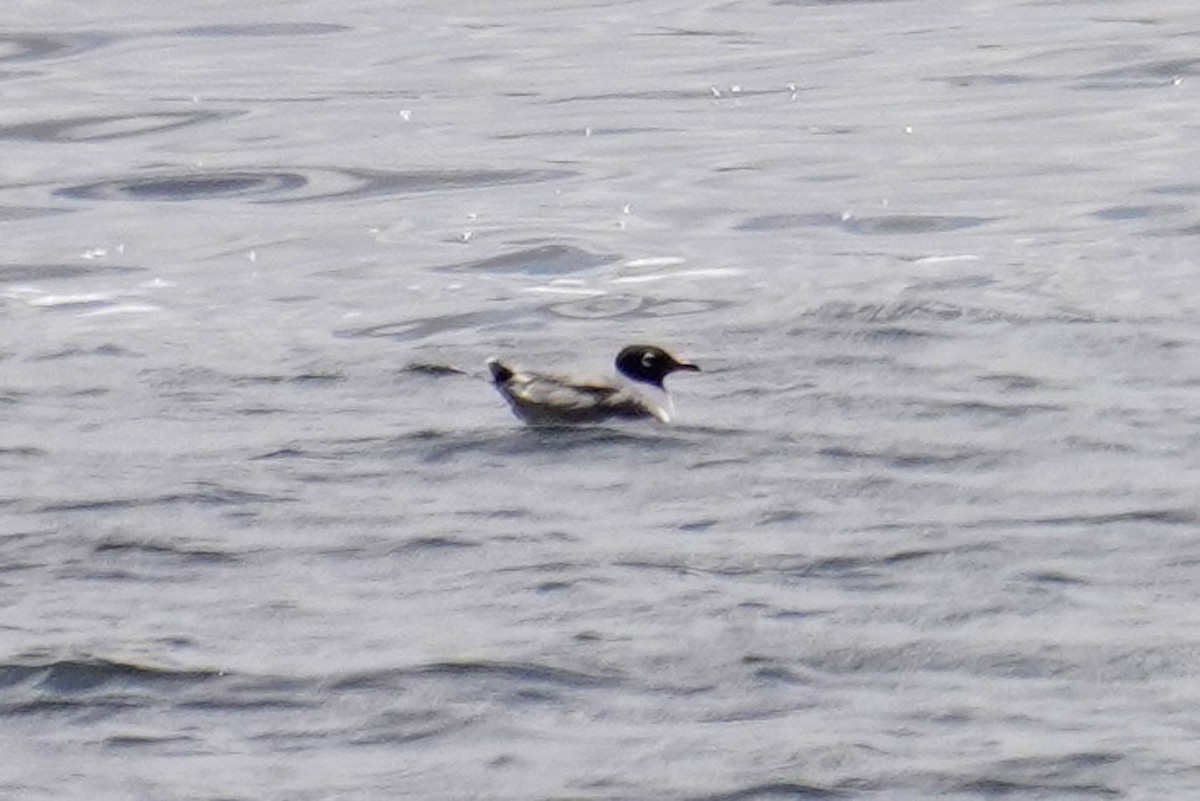 Franklin's Gull - ML618139086