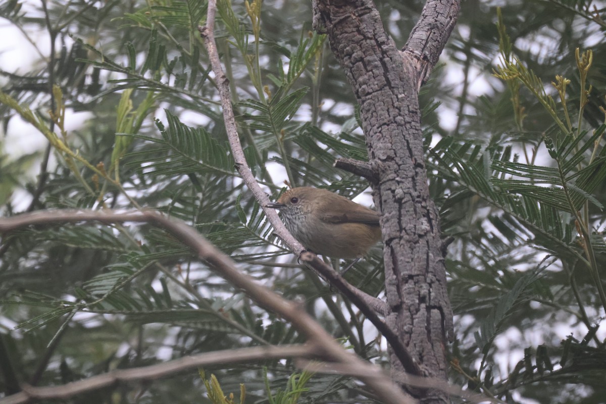 Brown Thornbill - GEOFFREY SHINKFIELD