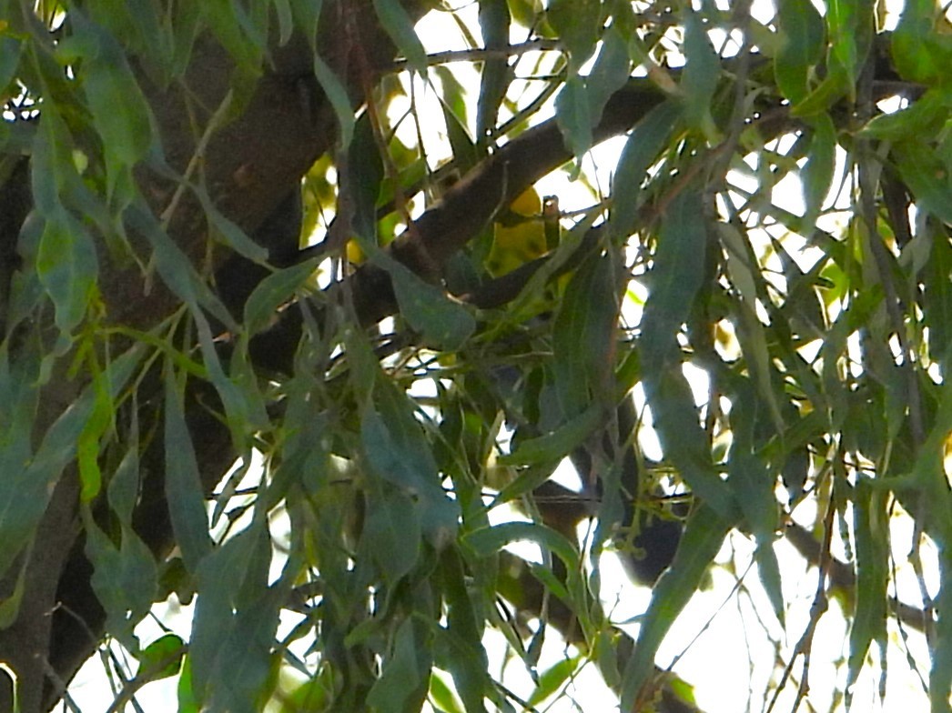 Pale-headed Rosella - Leonie Beaulieu