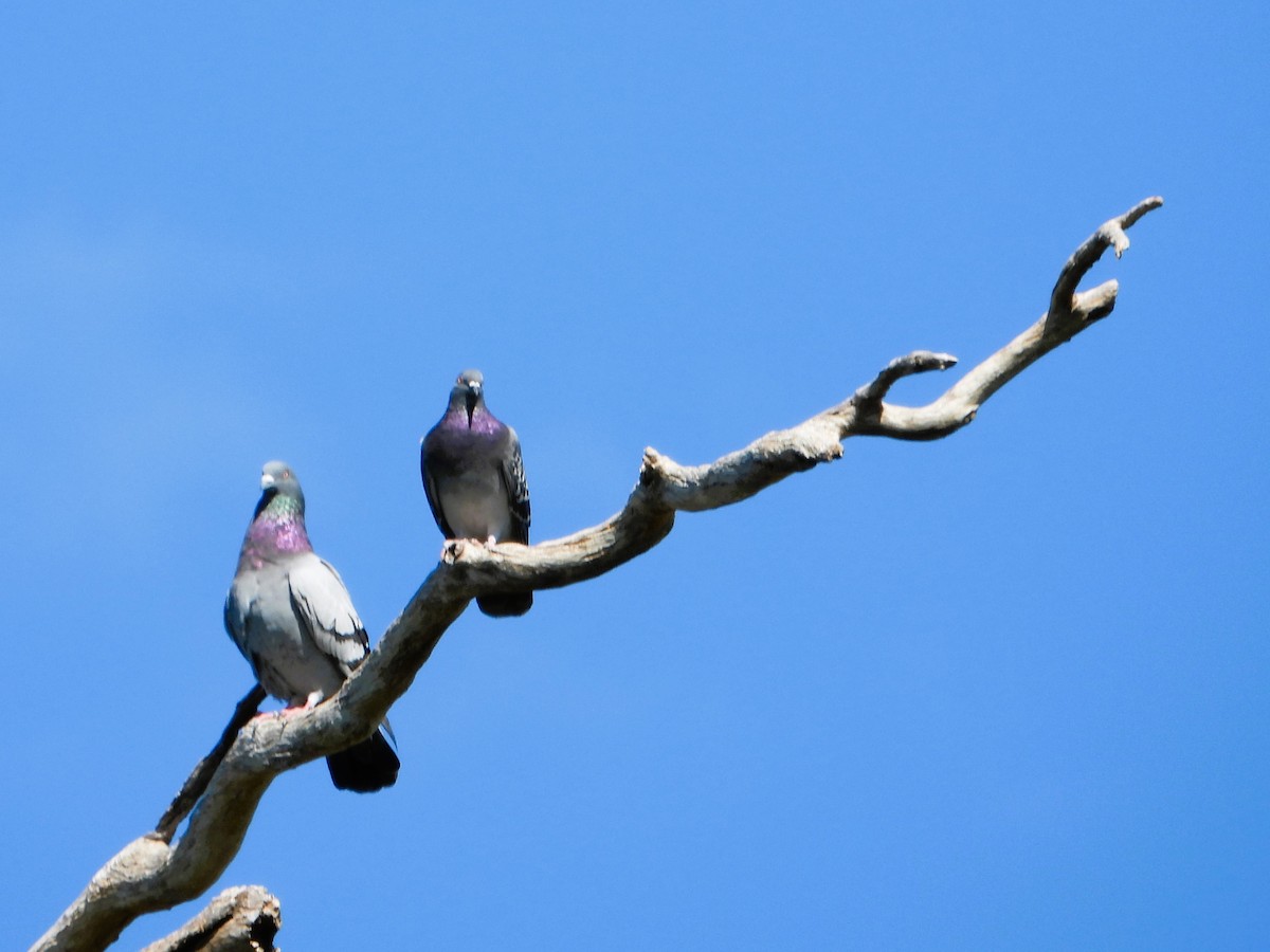 Rock Pigeon (Feral Pigeon) - Leonie Beaulieu