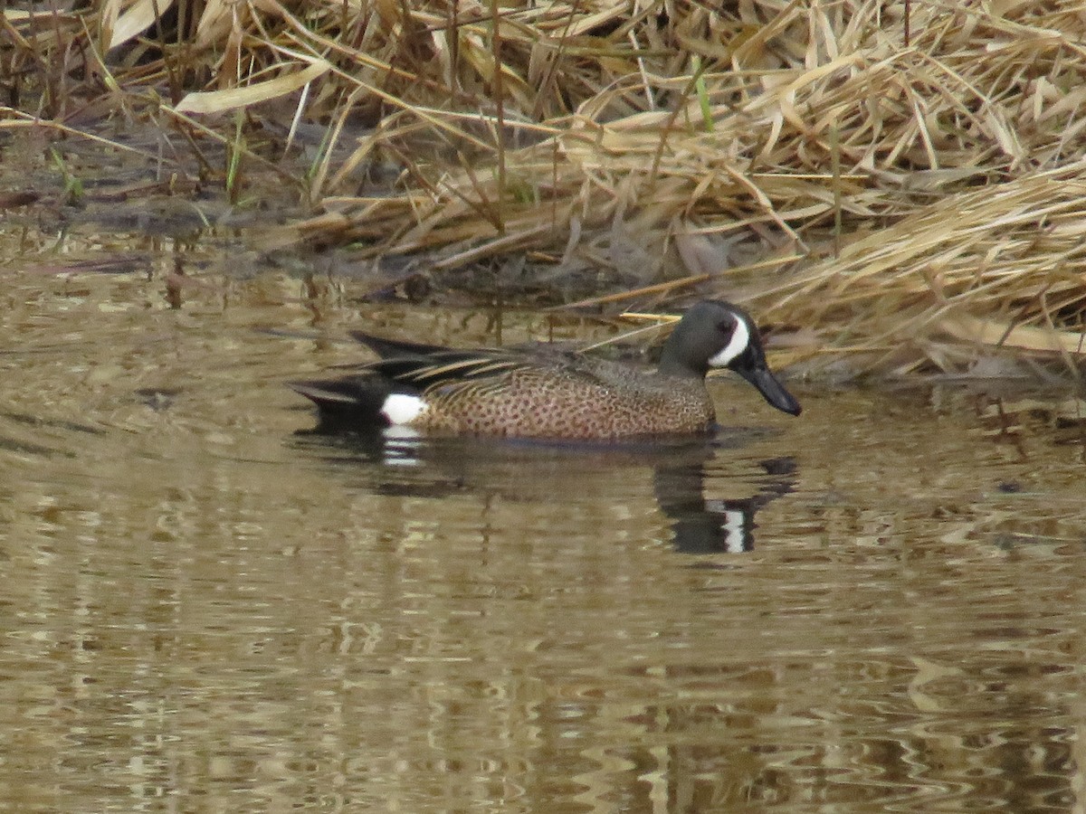 Blue-winged Teal - Dennis Kuchar