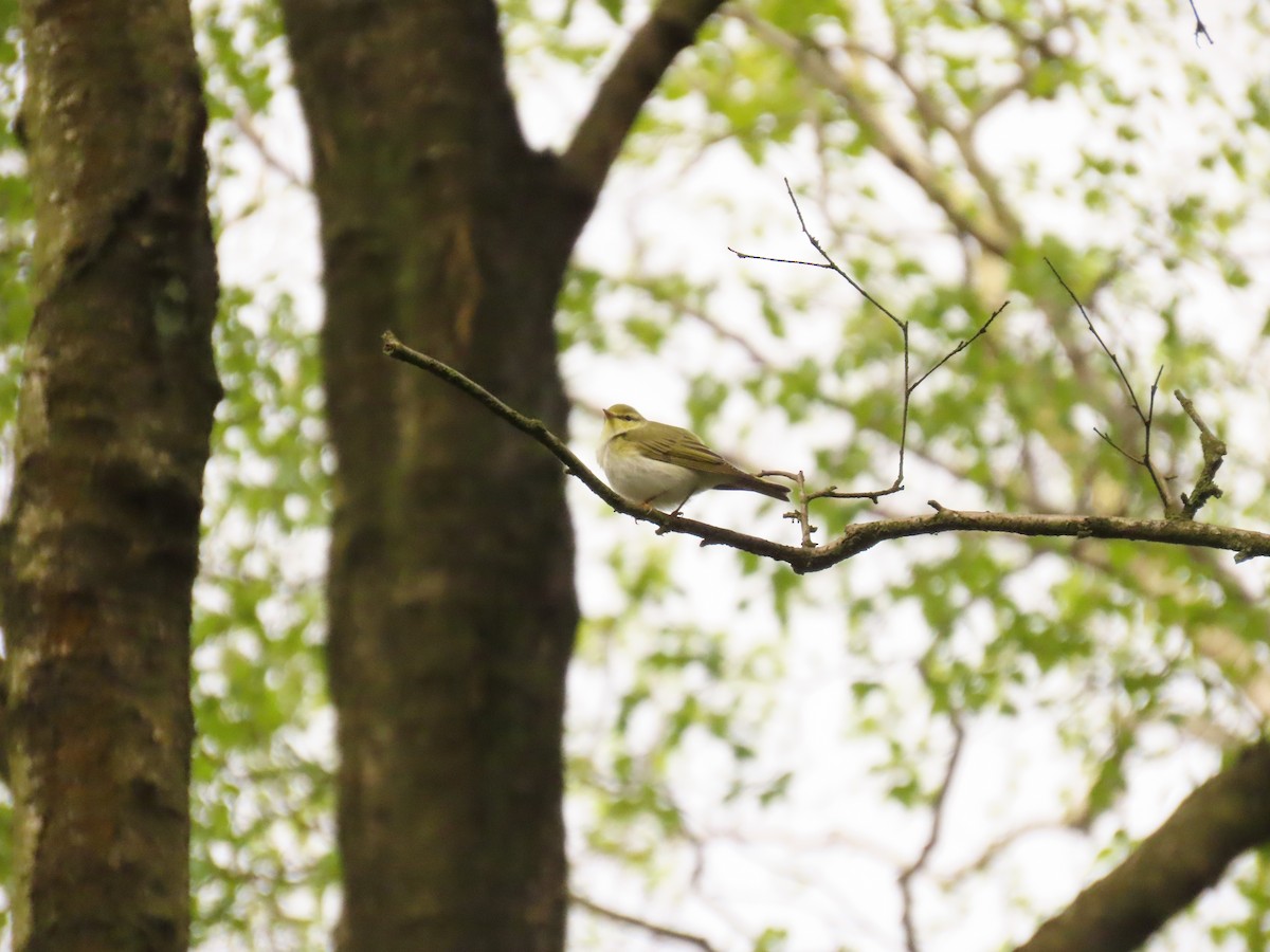 Wood Warbler - Robert gilbert