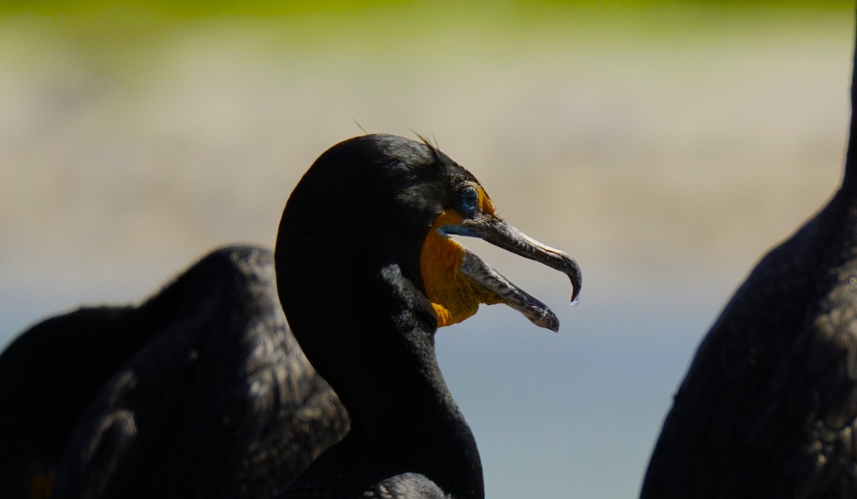 Double-crested Cormorant - ML618139131