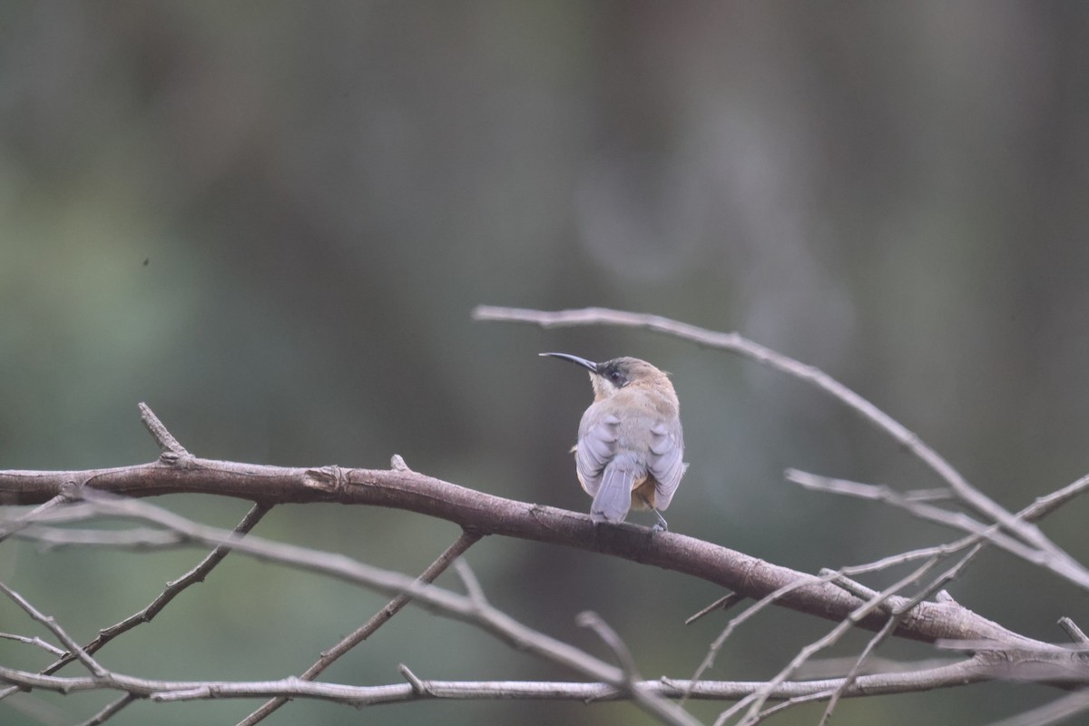 Eastern Spinebill - GEOFFREY SHINKFIELD