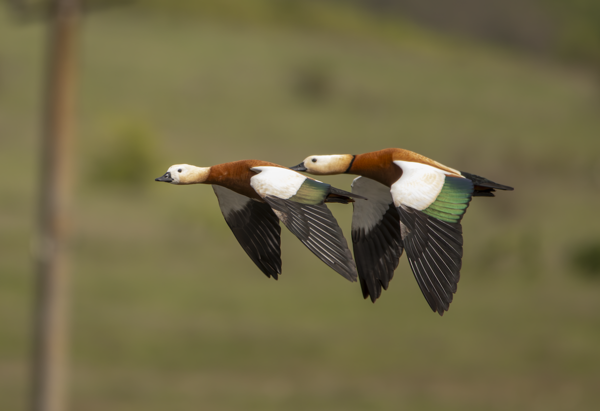 Ruddy Shelduck - Natalia Drabina