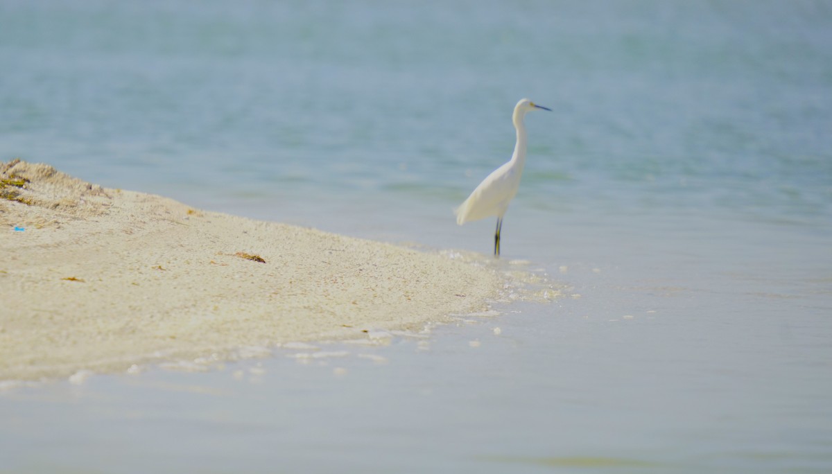 Snowy Egret - Ulises Cabrera Miranda