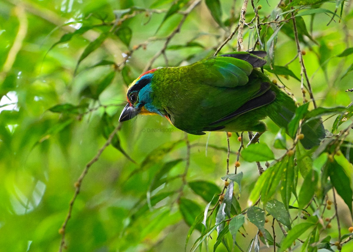 Schwarzbrauen-Bartvogel - ML618139173