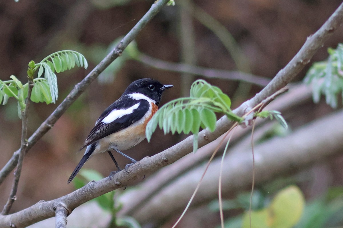 Siberian Stonechat - PANKAJ GUPTA