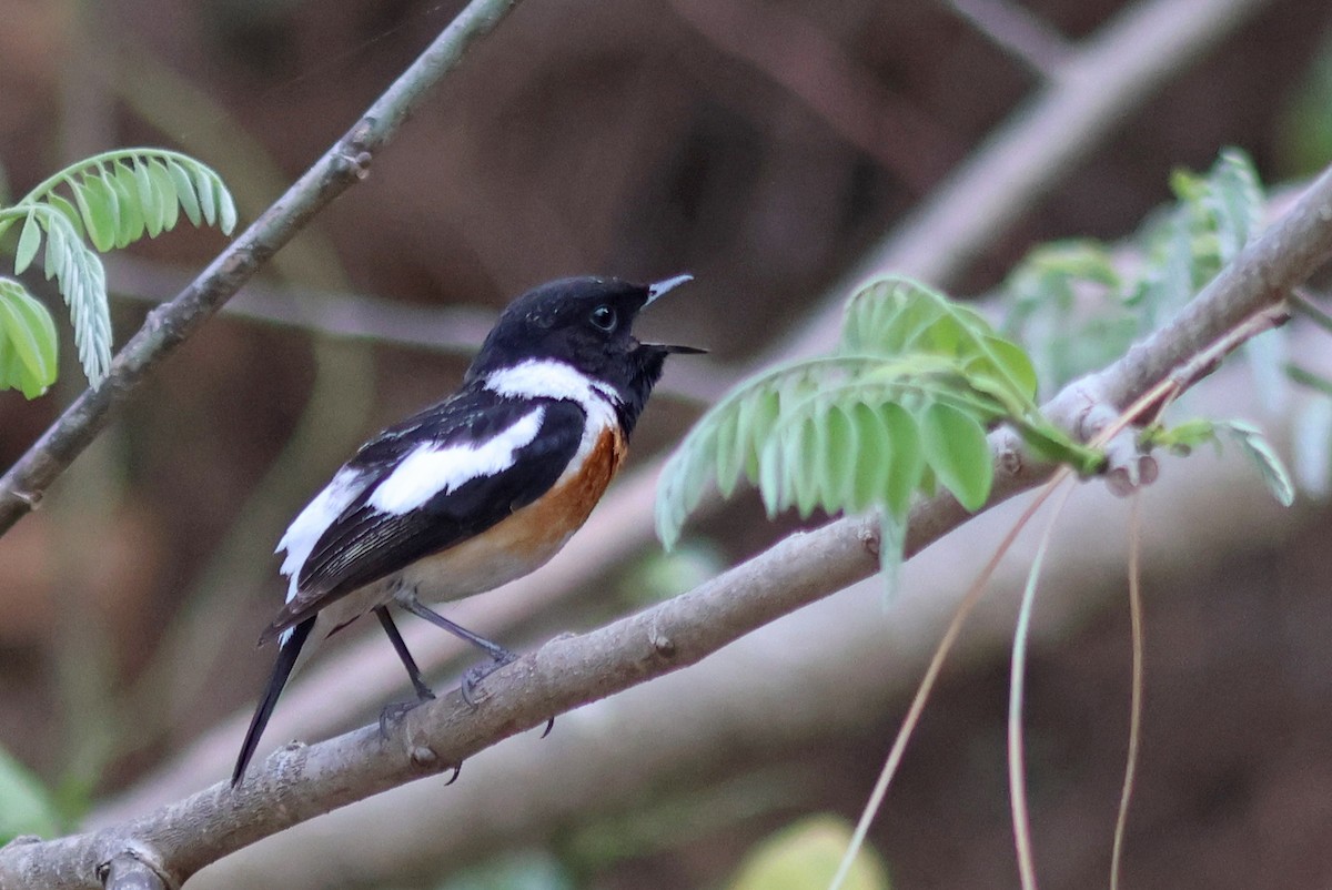 Siberian Stonechat - ML618139182