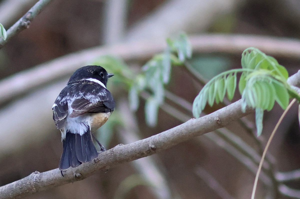 Siberian Stonechat - ML618139183