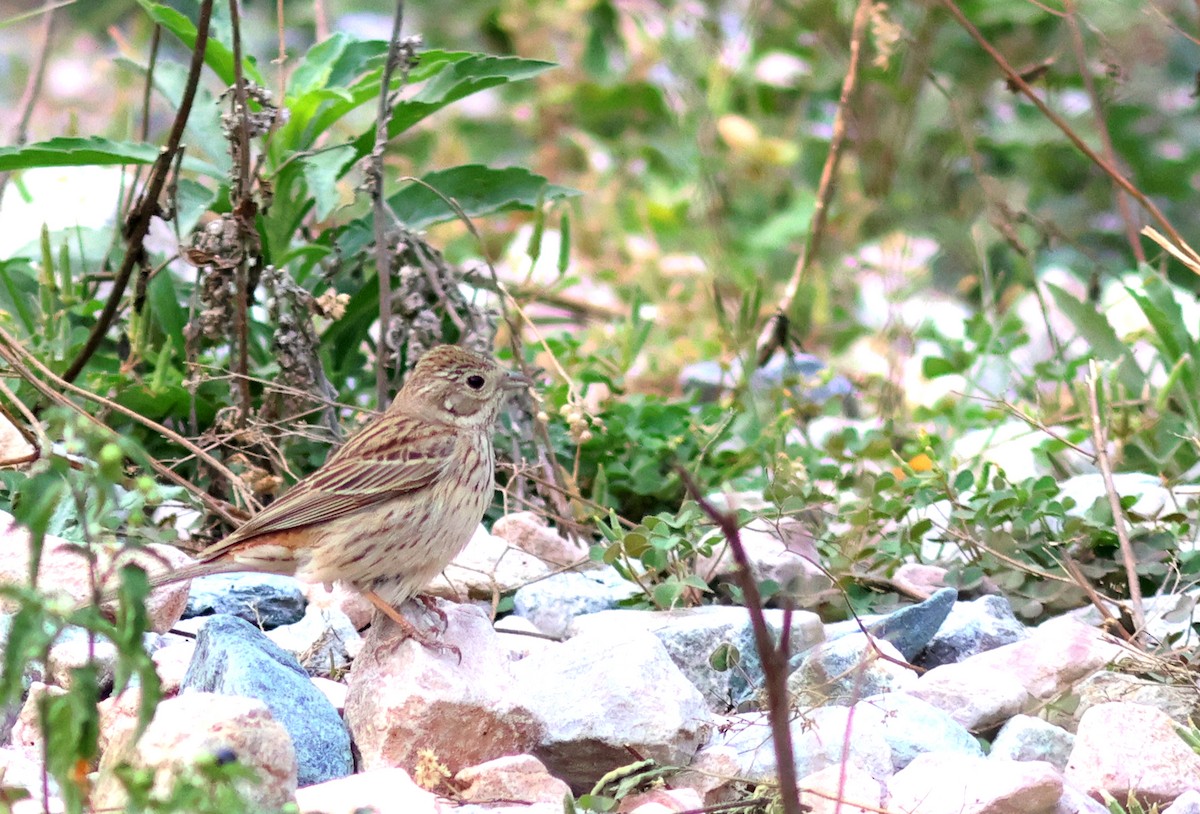 White-capped Bunting - ML618139195