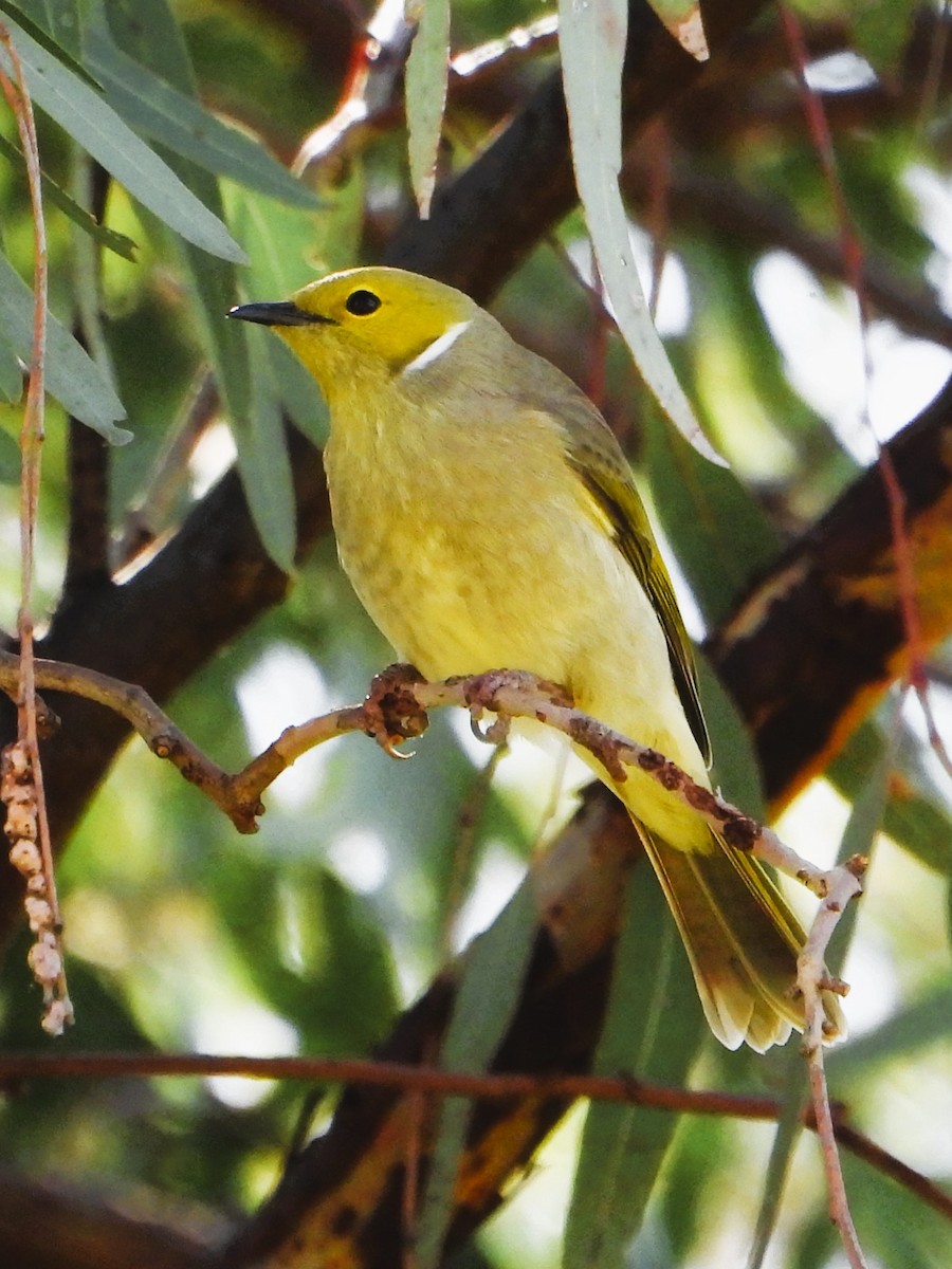 White-plumed Honeyeater - Leonie Beaulieu