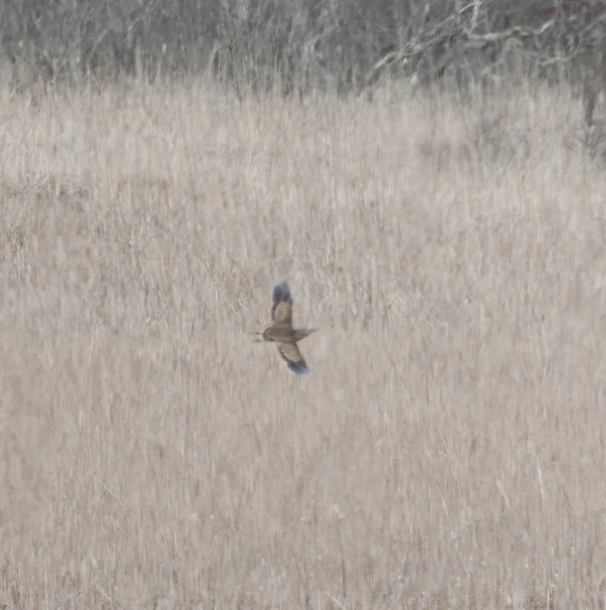 American Bittern - Ross Sormani