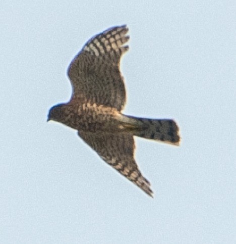 Eurasian Sparrowhawk - Ahmad Najam Saquib