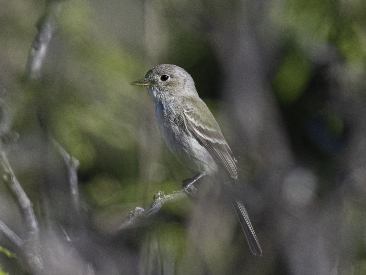 Gray Flycatcher - Ronnie d'Entremont