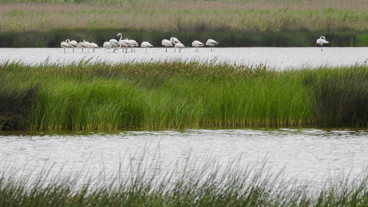 Greater Flamingo - Fikret Can