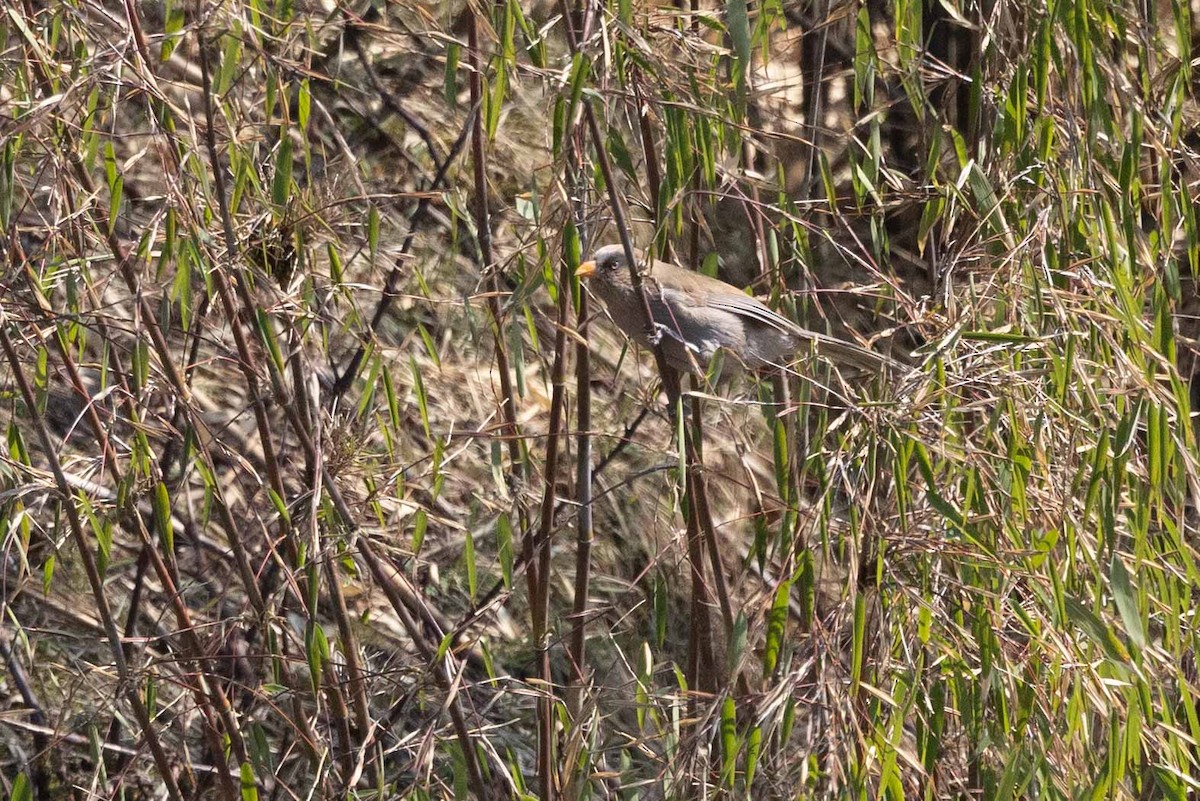 Great Parrotbill - ML618139262