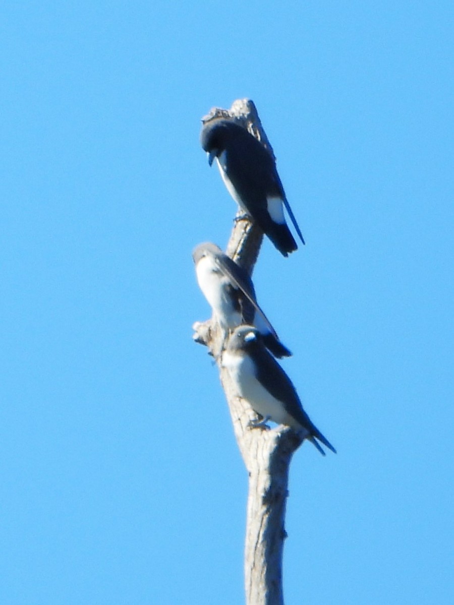 White-breasted Woodswallow - Leonie Beaulieu