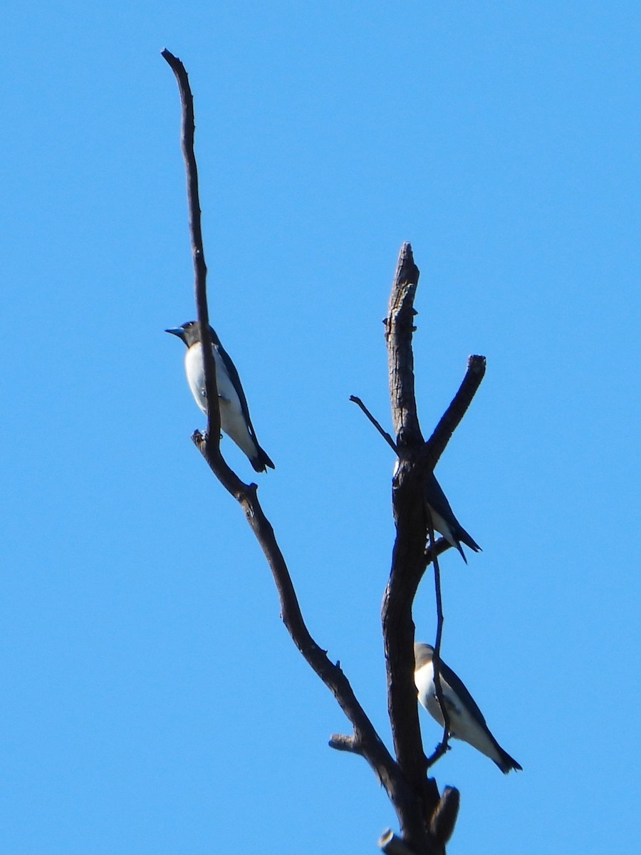 White-breasted Woodswallow - Leonie Beaulieu