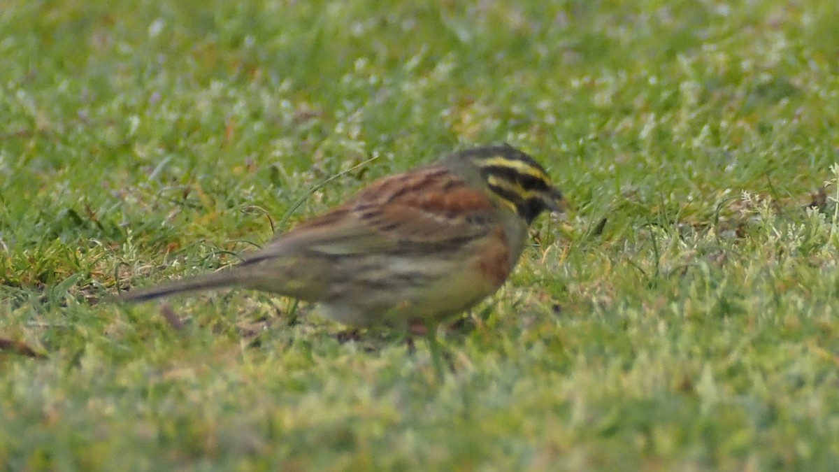 Cirl Bunting - Bez Bezuidenhout