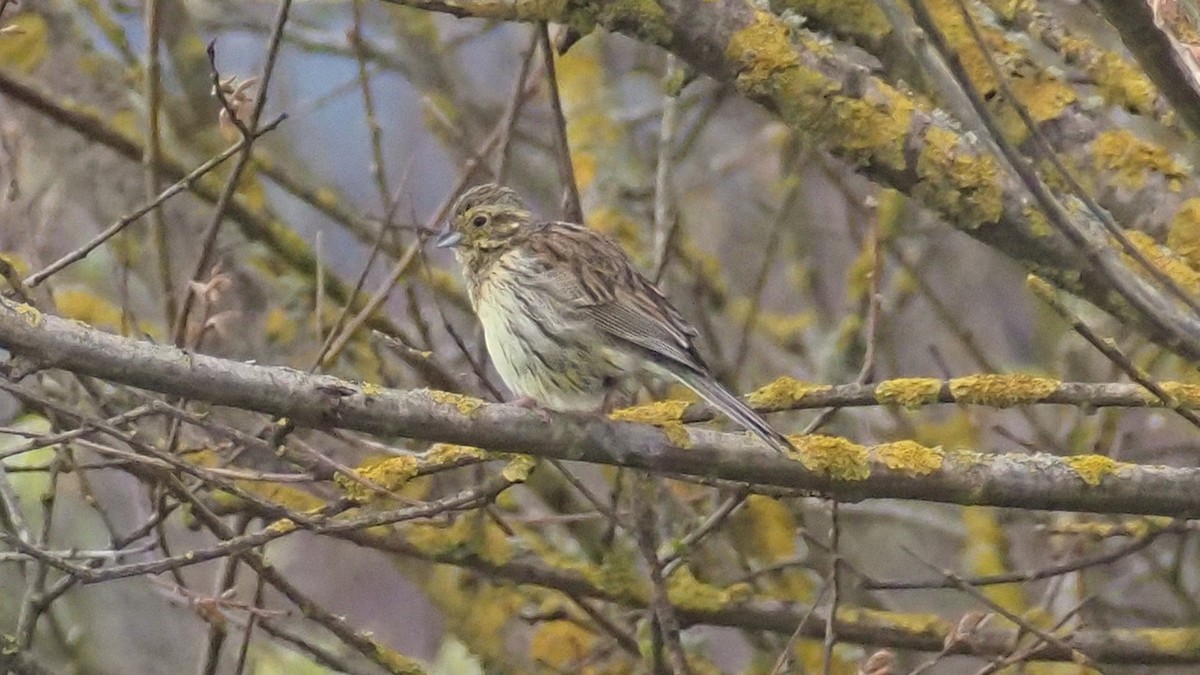 Cirl Bunting - Bez Bezuidenhout