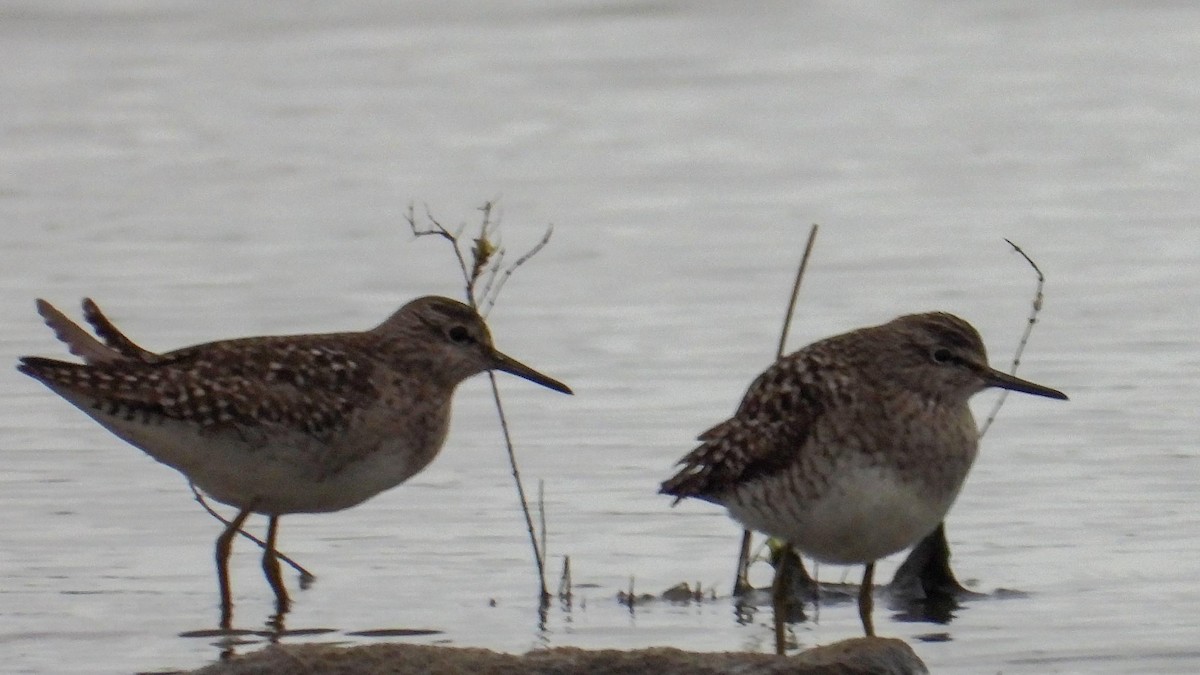 Wood Sandpiper - Fikret Can