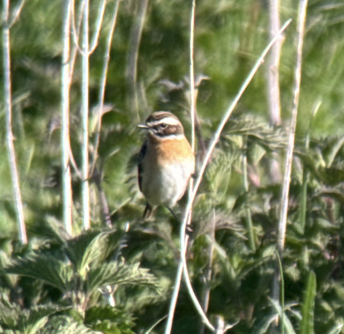 Whinchat - ML618139297