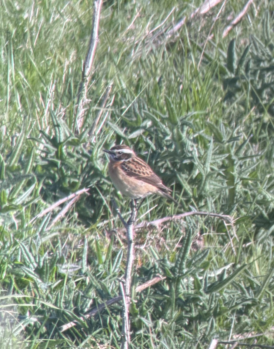 Whinchat - ML618139298