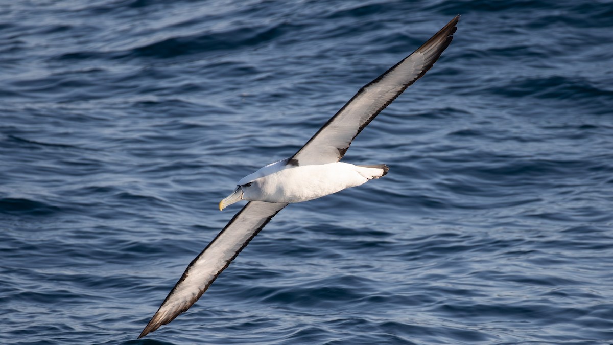 Albatros à cape blanche - ML618139326