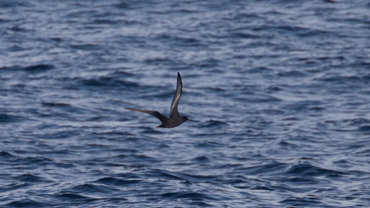 Sooty Shearwater - paul mclelland