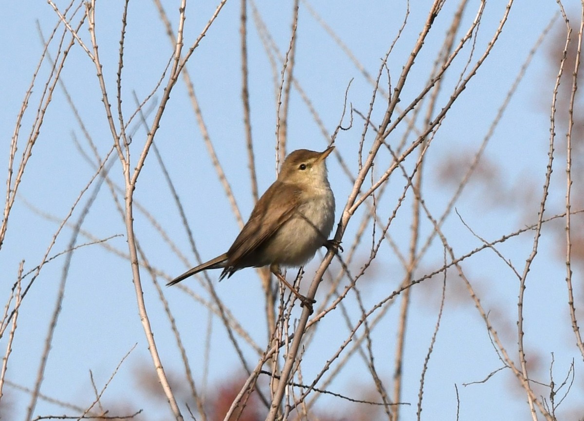 Sykes's Warbler - Vahid Ashrafi