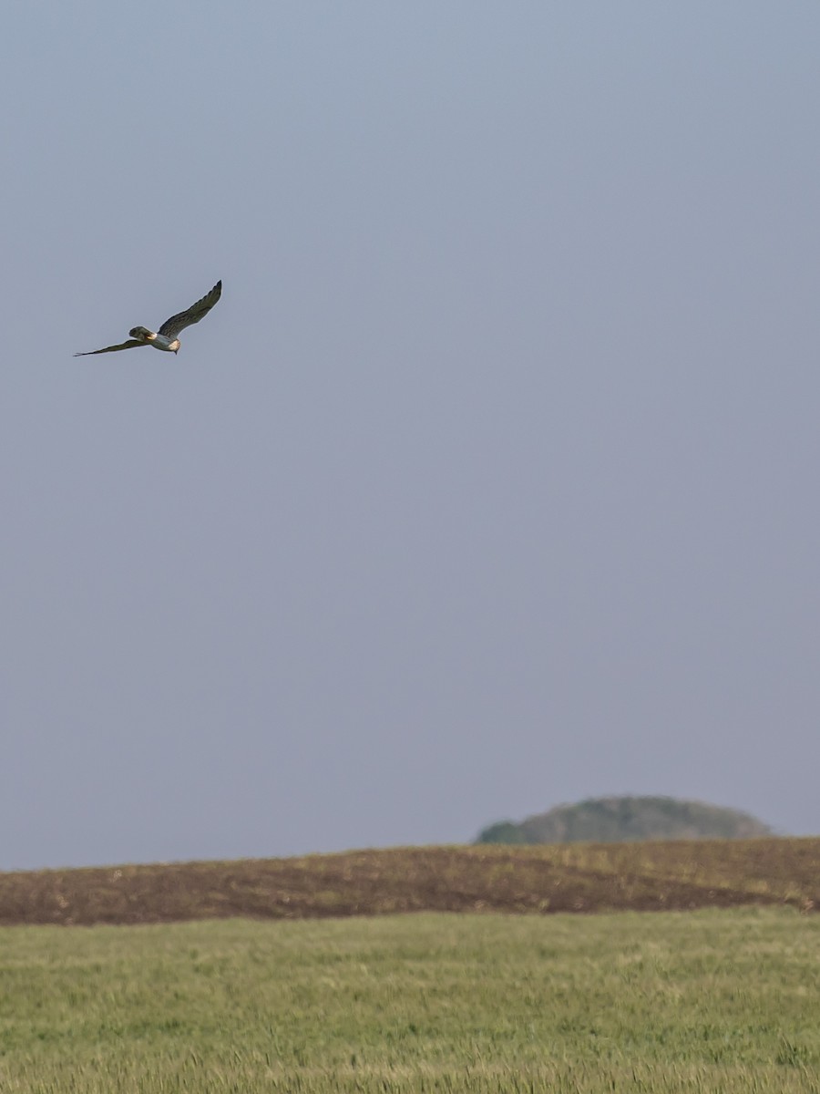 Montagu's Harrier - Milan Martic