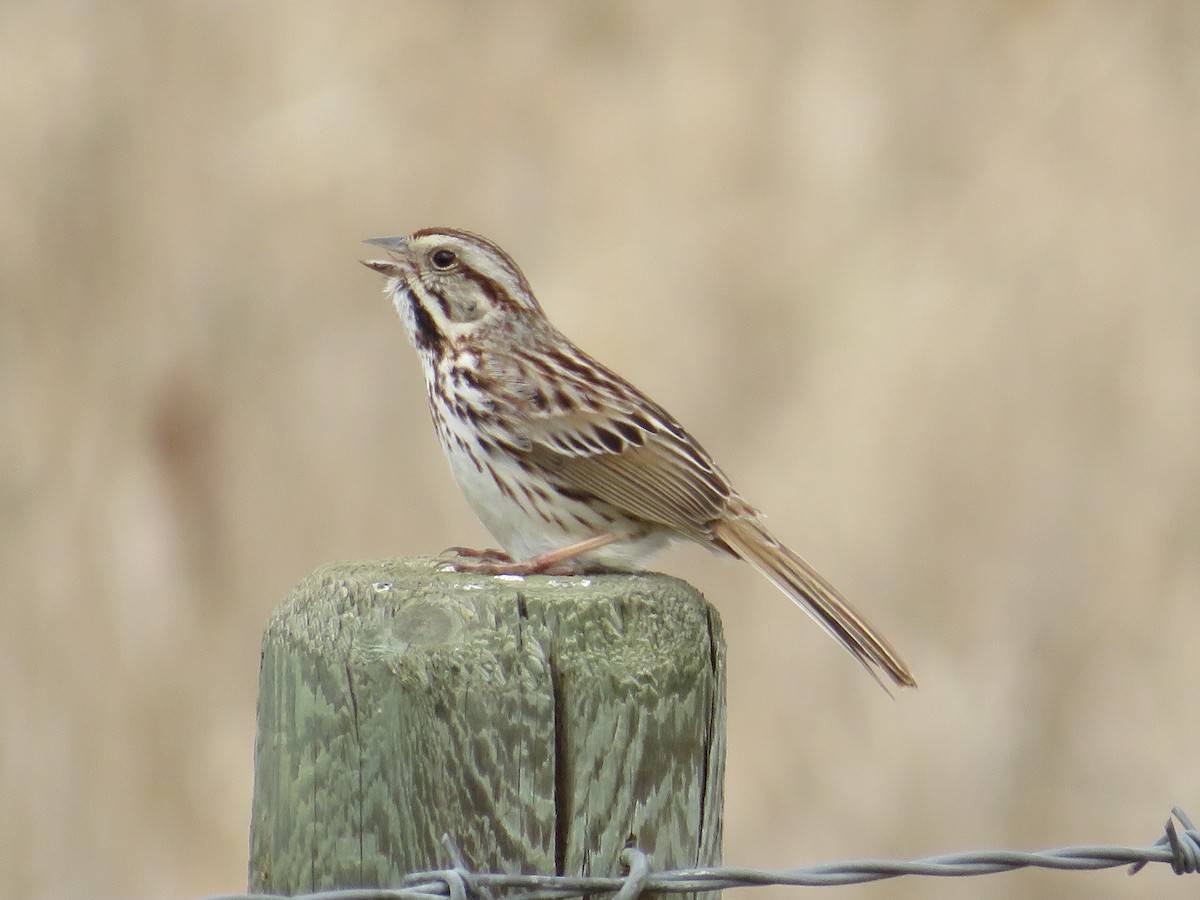 Song Sparrow - Dennis Kuchar