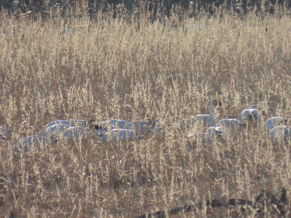 Snow Goose - Laura Burke