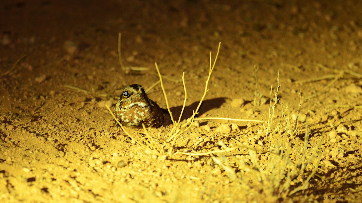 Donaldson Smith's Nightjar - ML618139378