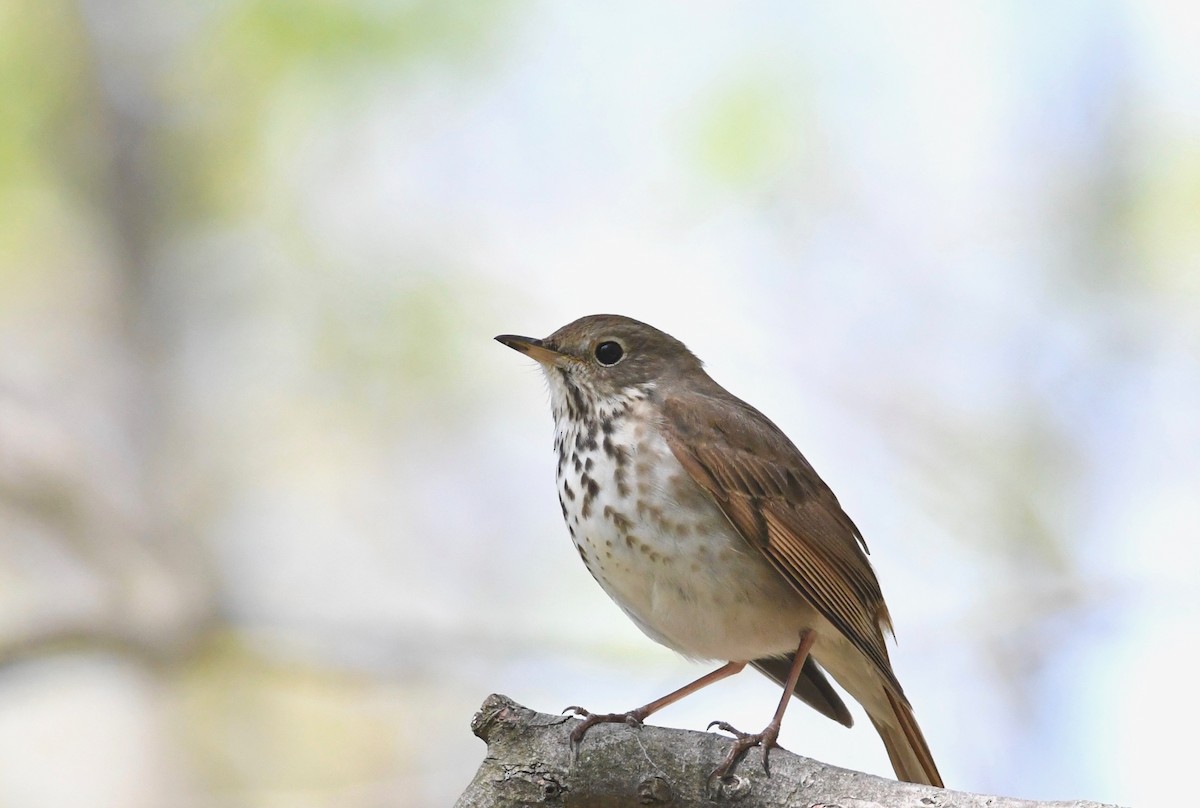 Hermit Thrush - Peter Paul