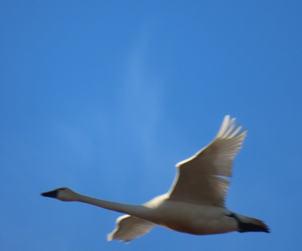 Tundra Swan - Laura Burke