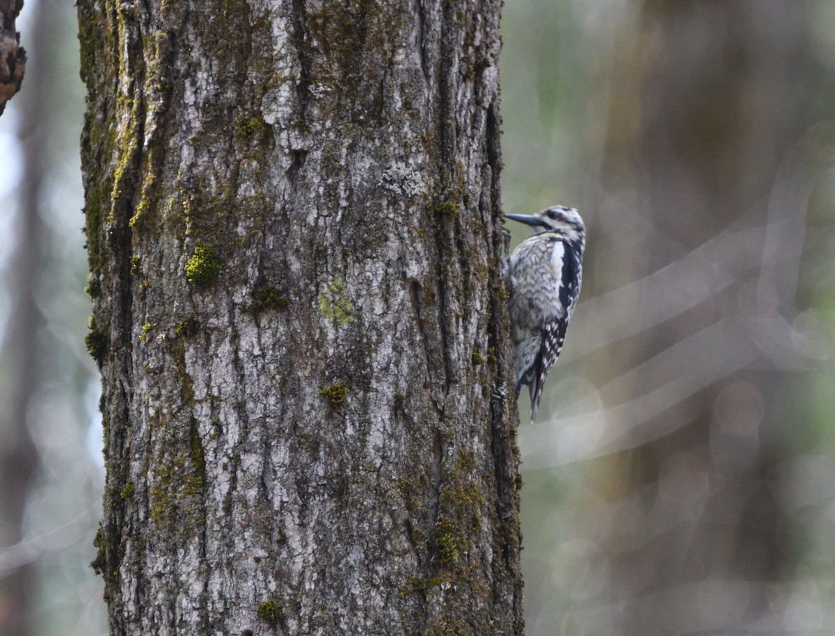 Yellow-bellied Sapsucker - Louis Lemay