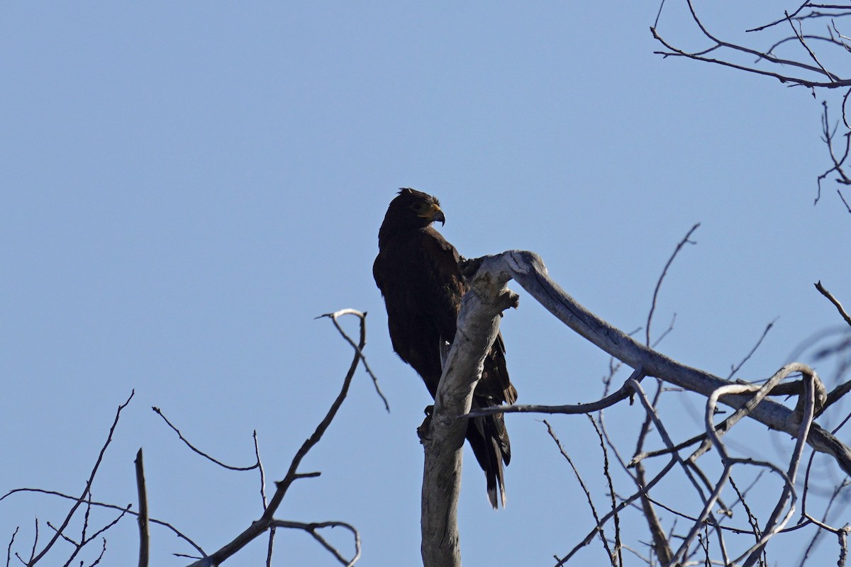 Harris's Hawk - Nick Thorpe