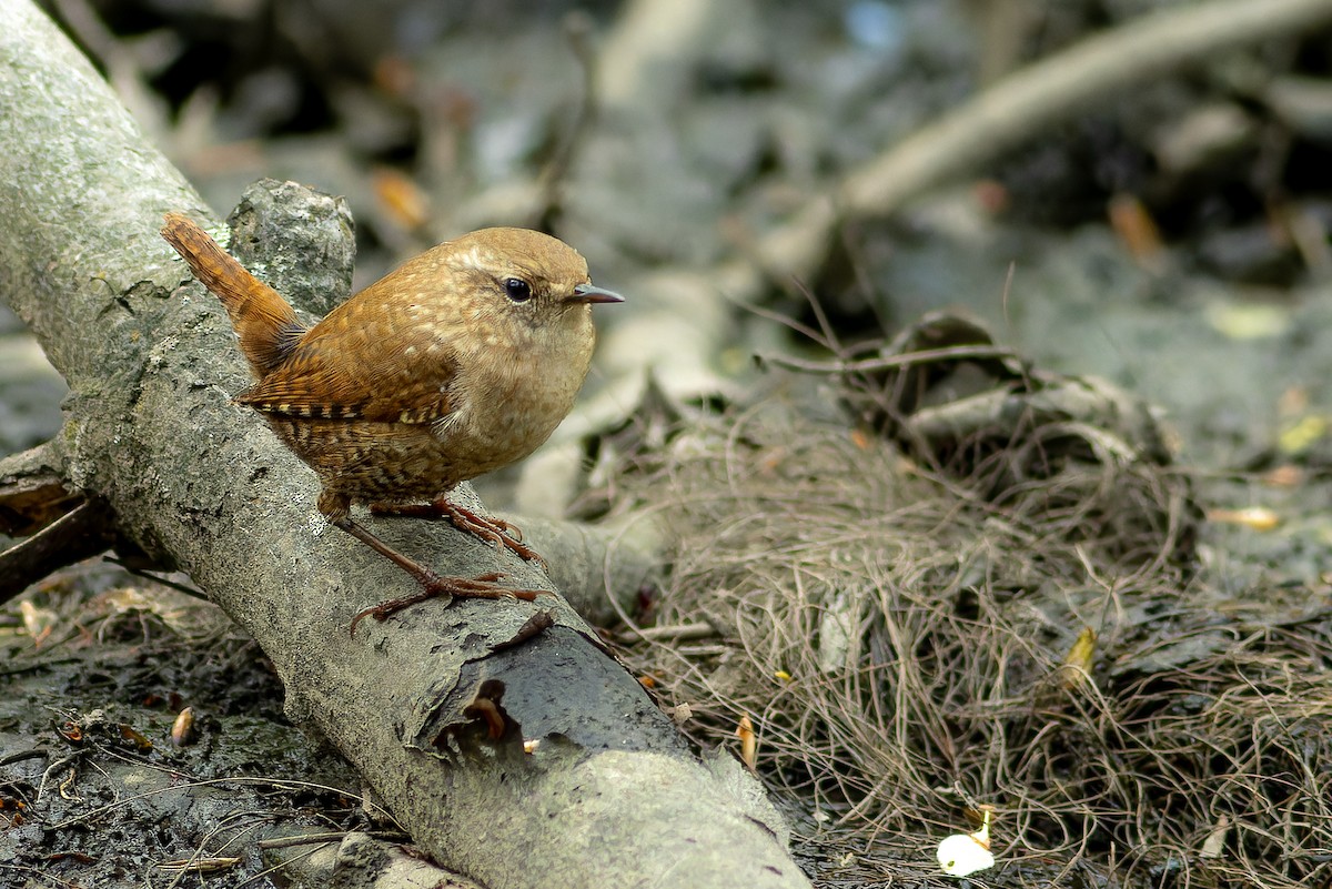 Winter Wren - Sandra Beltrao