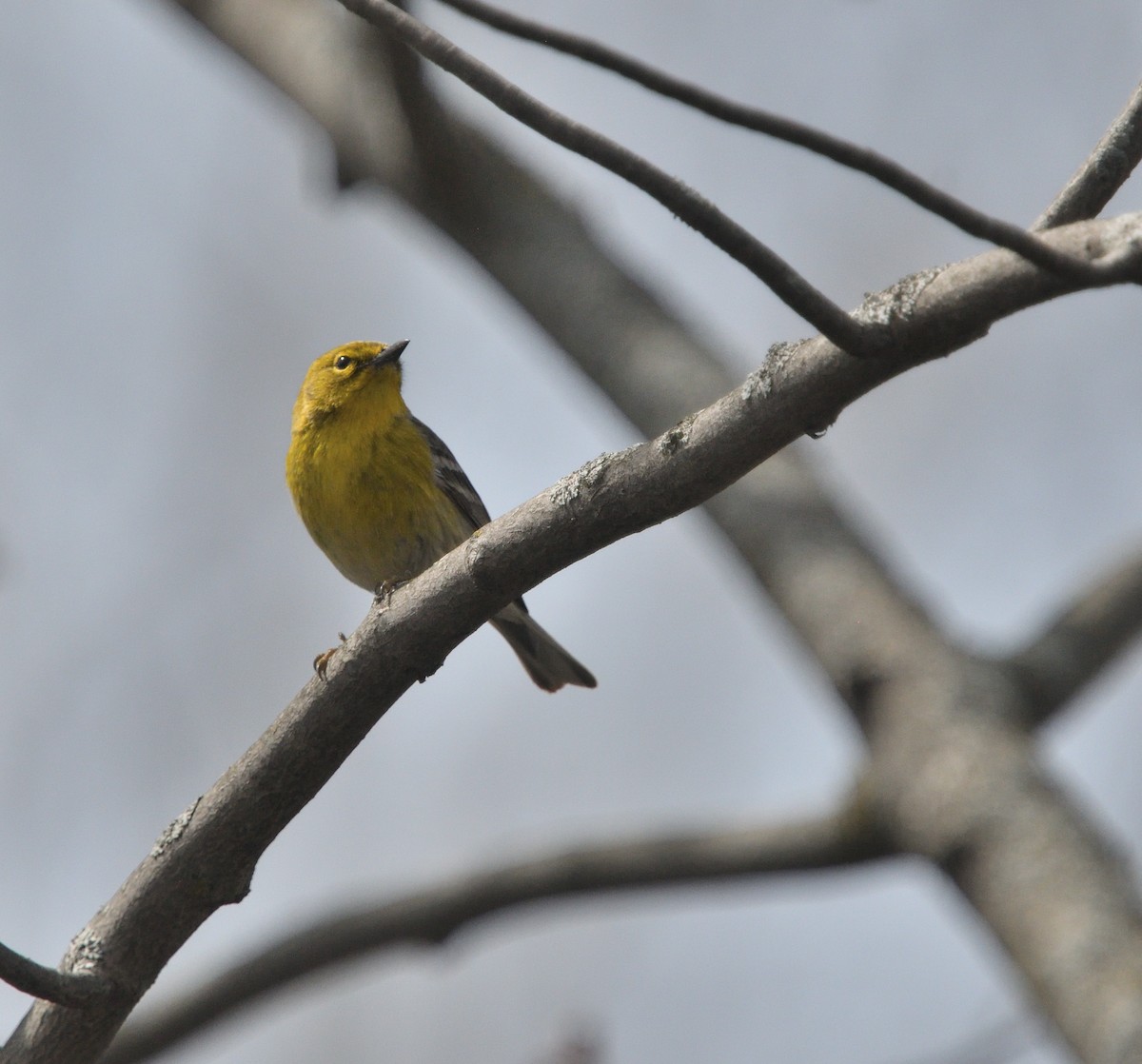 Pine Warbler - Louis Lemay