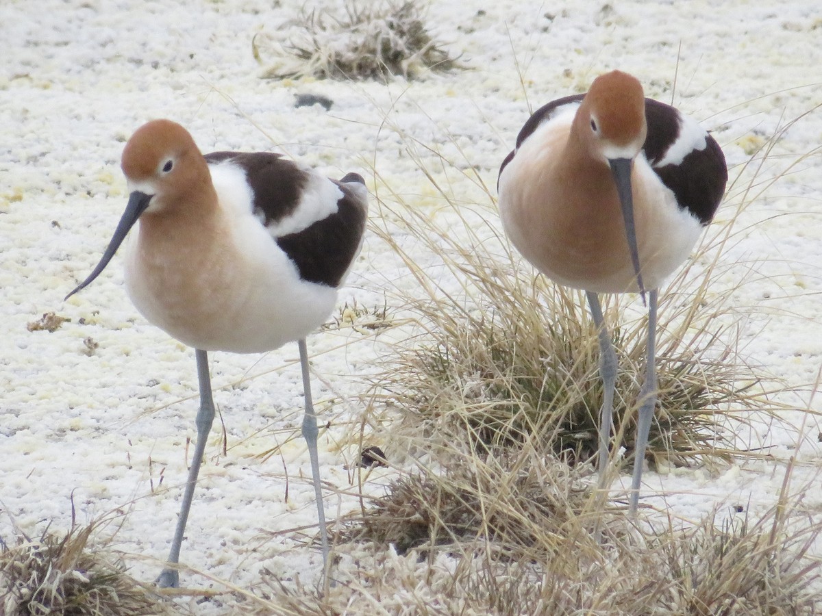 American Avocet - Dennis Kuchar