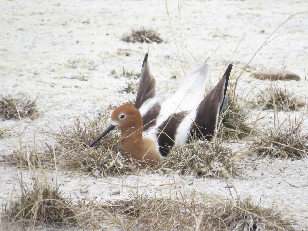 American Avocet - Dennis Kuchar