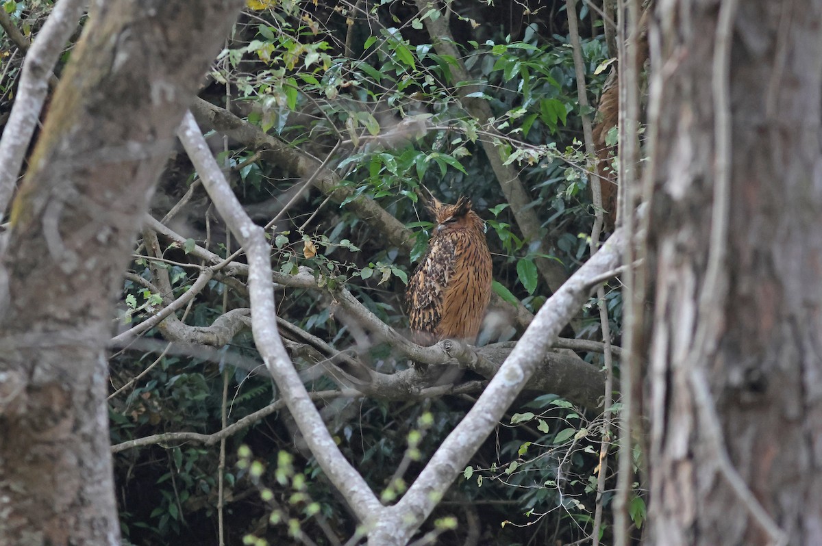 Tawny Fish-Owl - PANKAJ GUPTA