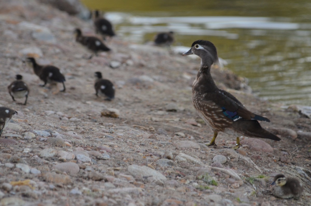 Wood Duck - Maggie Avants