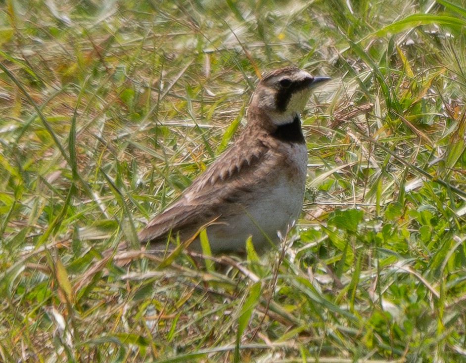 Horned Lark - Elizabeth Crouthamel